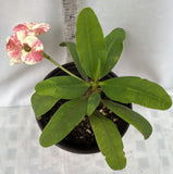 Euphorbia Milii MIDORI Crown of Thorns Corona De Cristo Poysean Thai Hybrid