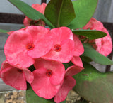 Euphorbia Milii ROMANTIC PINK Crown of Thorns Corona de Cristo