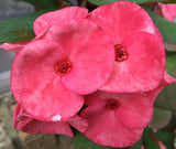 Euphorbia Milii Romantic Pink Crown of Thorns – Starter Cutting