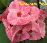 Euphorbia Milii Romantic Pink Crown of Thorns – Starter Cutting