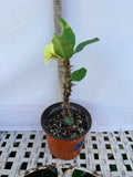 Euphorbia Milii BRIDAL WHITE Crown of Thorns Corona de Cristo Succulent