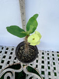 Euphorbia Milii BRIDAL WHITE Crown of Thorns Corona de Cristo Succulent