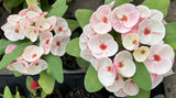 Euphorbia Milii PINK BUBBLES Crown of Thorns Corona De Cristo Cactus Plant Thai Hybrid