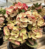 Euphorbia Milii JAN JAO Crown of Thorns  Corona de Cristo Thai Hybrid