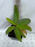 Euphorbia Milii YELLOW MILLIONAIRE Crown of Thorns Corona de Cristo