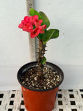 Euphorbia Milii SETHEE MUEANG CHAN Crown of Thorns Corona de Cristo Gigantic Flowers