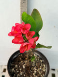Euphorbia Milii SETHEE MUEANG CHAN Crown of Thorns Corona de Cristo Gigantic Flowers