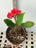 Euphorbia Milii SETHEE MUEANG CHAN Crown of Thorns Corona de Cristo Gigantic Flowers