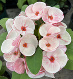 Euphorbia Milii PINK BUBBLES Crown of Thorns Corona De Cristo Cactus Plant Thai Hybrid
