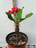 Euphorbia Milii SETHEE MUEANG CHAN Crown of Thorns Corona de Cristo Gigantic Flowers