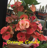 Euphorbia Milii Orange Candle Crown of Thorns – Starter Cutting