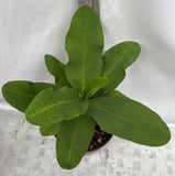 Euphorbia Milii ATHENA Crown of Thorns (Sap Chao Sua) Corona de Cristo Poysean