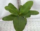 Euphorbia Milii ATHENA Crown of Thorns (Sap Chao Sua) Corona de Cristo Poysean