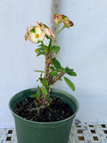 Euphorbia Milii Crown of Thorns Corona de Cristo "Name it Yourself"