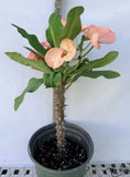 Euphorbia Milii SETHEE KOHN CAEN Crown of Thorns Corona de Cristo Giant