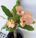 Euphorbia Milii SETHEE KOHN CAEN Crown of Thorns Corona de Cristo Giant