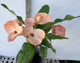 Euphorbia Milii SETHEE KOHN CAEN Crown of Thorns Corona de Cristo Giant