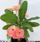 Euphorbia Milii SETHEE KOHN CAEN Crown of Thorns Corona de Cristo Giant