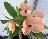 Euphorbia Milii SETHEE KOHN CAEN Crown of Thorns Corona de Cristo Giant