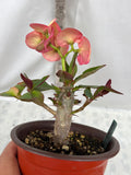 Euphorbia Milii BANG RAK Crown of Thorns Corona de Cristo Poysean Succulents Tropicals