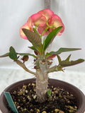 Euphorbia Milii BANG RAK Crown of Thorns Corona de Cristo Poysean Succulents Tropicals