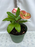 Euphorbia Milii PHOB SUK Crown of Thorns Corona de Cristo Premium Hybrid