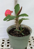 Euhorbia Milii Crown Of Thorns Corona de Cristo 'Name it Yourself' New Variety