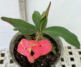 Euhorbia Milii Crown Of Thorns Corona de Cristo 'Name it Yourself' New Variety