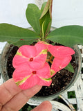 Euhorbia Milii Crown Of Thorns Corona de Cristo 'Name it Yourself' New Variety
