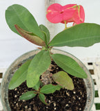 Euhorbia Milii Crown Of Thorns Corona de Cristo 'Name it Yourself' New Variety