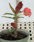 Euhorbia Milii Crown Of Thorns Corona de Cristo 'Name it Yourself' New Variety