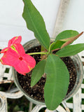 Euhorbia Milii Crown Of Thorns Corona de Cristo 'Name it Yourself' New Variety