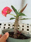 Euhorbia Milii Crown Of Thorns Corona de Cristo 'Name it Yourself' New Variety