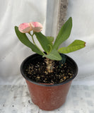 Euphorbia Milii PINK FAIRY Crown of Thorns Corona de Cristo Rare
