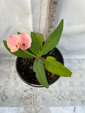 Euphorbia Milii PINK FAIRY Crown of Thorns Corona de Cristo Rare