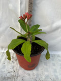 Euphorbia Milii THED THAI Crown of Thorns Corona de Cristo Succulent New!