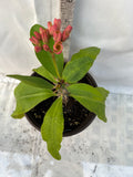 Euphorbia Milii THED THAI Crown of Thorns Corona de Cristo Succulent New!