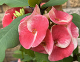Euhorbia Milii Crown Of Thorns "Frosted Petal" Corona de Cristo Large blooming Variety