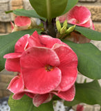 Euhorbia Milii Crown Of Thorns "Frosted Petal" Corona de Cristo Large blooming Variety