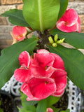 Euhorbia Milii Crown Of Thorns "Frosted Petal" Corona de Cristo Large blooming Variety
