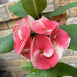 Euhorbia Milii Crown Of Thorns "Frosted Petal" Corona de Cristo Large blooming Variety