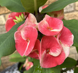 Euhorbia Milii Crown Of Thorns "Frosted Petal" Corona de Cristo Large blooming Variety