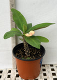 Euhorbia Milii CALIFORNIA SUNRISE Crown Of Thorns Corona de Cristo