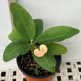 Euhorbia Milii CALIFORNIA SUNRISE Crown Of Thorns Corona de Cristo