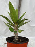 Euphorbia Milii RAMA 1 Crown Of Thorns  Corona De Cristo