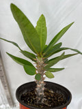 Euphorbia Milii RAMA 1 Crown Of Thorns  Corona De Cristo