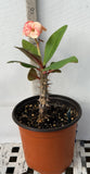 Euphorbia Milii POHN CHOKCHAI Crown of Thorns Corona De Cristo Cactus Thai Hybrid