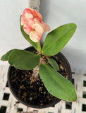 Euphorbia Milii POHN CHOKCHAI Crown of Thorns Corona De Cristo Cactus Thai Hybrid