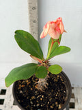 Euphorbia Milii POHN CHOKCHAI Crown of Thorns Corona De Cristo Cactus Thai Hybrid