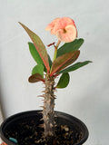Euphorbia Milii POHN CHOKCHAI Crown of Thorns Corona De Cristo Cactus Thai Hybrid